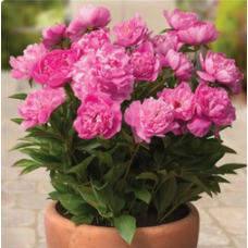 Пион Рим (Patio Peony Rome, Paeonia lactiflora Rome) Пион Рим (Patio Peony Rome, Paeonia lactiflora Rome)