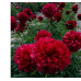 Пион Ред Грейс (Paeonia Lactiflora Red Grace) Пион Ред Грейс (Paeonia Lactiflora Red Grace)