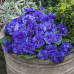 Примула Prima Belarina Ocean Blue Примула Prima Belarina Ocean Blue