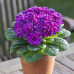 Примула Belarina Purple Diamond Примула Belarina Purple Diamond