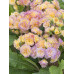 Примула Pretty Polly Blushing peach Примула Pretty Polly Blushing peach