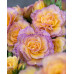 Примула Pretty Polly Blushing peach Примула Pretty Polly Blushing peach