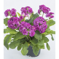 Примула Pretty Polly Deep Lilac Примула Pretty Polly Deep Lilac