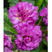 Примула Pretty Polly Deep Lilac Примула Pretty Polly Deep Lilac