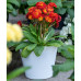 Примула Pretty Polly Tropical Примула Pretty Polly Tropical
