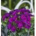 Примула Belarina Beaujolais (Ruby Champagne) Примула Belarina Beaujolais (Ruby Champagne)