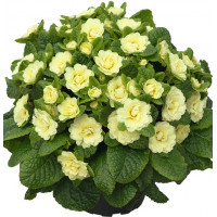 Примула Belarina Lemon Chiffon Примула Belarina Lemon Chiffon