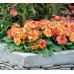 Примула Belarina Rosette Nectarine Примула Belarina Rosette Nectarine