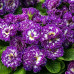 Примула Belarina Purple Dawn Примула Belarina Purple Dawn