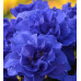 Примула Belarina Cobalt Blue Примула Belarina Cobalt Blue