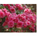 Рододендрон вечнозеленый Розебуд (Rosebud)