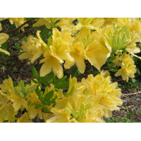 Рододендрон листопадный Желтый (Rhododendron luteum)