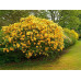 Рододендрон листопадный Желтый (Rhododendron luteum)