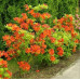 Рододендрон листопадный японский лососевый (Rhododendron molle subsp. japonicum) Рододендрон листопадный японский лососевый (Rhododendron molle subsp. japonicum)