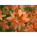 Рододендрон листопадный японский лососевый (Rhododendron molle subsp. japonicum) Рододендрон листопадный японский лососевый (Rhododendron molle subsp. japonicum)