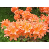 Рододендрон листопадный японский лососевый (Rhododendron molle subsp. japonicum) Рододендрон листопадный японский лососевый (Rhododendron molle subsp. japonicum)