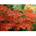 Рододендрон листопадный японский лососевый (Rhododendron molle subsp. japonicum) Рододендрон листопадный японский лососевый (Rhododendron molle subsp. japonicum)