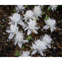 Рододендрон листопадный Канадский белый (Rhododendron canadense Album)