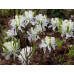 Рододендрон листопадный Канадский белый (Rhododendron canadense Album)