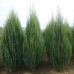 Можжевельник скальный Скайрокет (Juniperus scopulorum Skyrocket) Можжевельник скальный Скайрокет (Juniperus scopulorum Skyrocket)