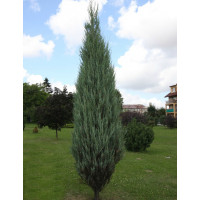Можжевельник скальный Скайрокет (Juniperus scopulorum Skyrocket) Можжевельник скальный Скайрокет (Juniperus scopulorum Skyrocket)