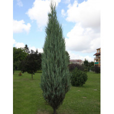 Можжевельник скальный Скайрокет (Juniperus scopulorum Skyrocket) Можжевельник скальный Скайрокет (Juniperus scopulorum Skyrocket)