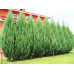 Можжевельник скальный Скайрокет (Juniperus scopulorum Skyrocket) Можжевельник скальный Скайрокет (Juniperus scopulorum Skyrocket)