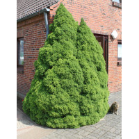 Ель канадская Коника (Picea glauca Conica) в 2л Ель канадская Коника (Picea glauca Conica) в 2л