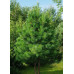 Сосна кедровая сибирская, Сибирский кедр (Pinus sibirica) Сосна кедровая сибирская, Сибирский кедр (Pinus sibirica)