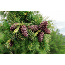 Сосна кедровая сибирская, Сибирский кедр ((Pinus sibirica) Сосна кедровая сибирская, Сибирский кедр ((Pinus sibirica)