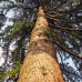 Сосна кедровая сибирская, Сибирский кедр (Pinus sibirica)