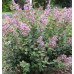 Сирень Мейера Пинк Парфюм (Pink Perfume) Сирень Мейера Пинк Парфюм (Pink Perfume)