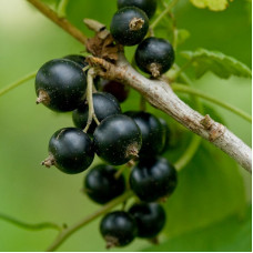 Смородина черная Бен Ломонд (Ben Lomond) Смородина черная Бен Ломонд (Ben Lomond)