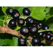 Смородина черная Тибен (Tiben) Смородина черная Тибен (Tiben)