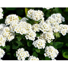 Спирея березолистная Тор (Spiraea betulifolia Tor) Спирея березолистная Тор (Spiraea betulifolia Tor)