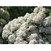 Спирея березолистная Тор (Spiraea betulifolia Tor) Спирея березолистная Тор (Spiraea betulifolia Tor)
