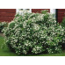 Спирея березолистная Тор (Spiraea betulifolia Tor) Спирея березолистная Тор (Spiraea betulifolia Tor)