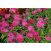 Спирея японская Дартс Ред (Spiraea japonica Dart's Red) Спирея японская Дартс Ред (Spiraea japonica Dart's Red)