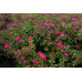 Спирея японская Дартс Ред (Spiraea japonica Dart's Red) Спирея японская Дартс Ред (Spiraea japonica Dart's Red)