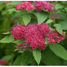 Спирея японская Дартс Ред (Spiraea japonica Dart's Red) Спирея японская Дартс Ред (Spiraea japonica Dart's Red)