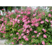 Спирея японская Дартс Ред (Spiraea japonica Dart's Red) Спирея японская Дартс Ред (Spiraea japonica Dart's Red)