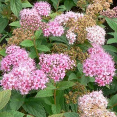 Спирея японская Нана (Spiraea japonica Nana) Спирея японская Нана (Spiraea japonica Nana)
