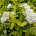 Спирея японская Вайт Голд (Spiraea japonica White Gold)