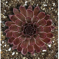 Молодило BigSam Coral Gray (Sempervivum BigSam Coral Gray) Молодило BigSam Coral Gray (Sempervivum BigSam Coral Gray)