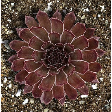 Молодило BigSam Coral Gray (Sempervivum BigSam Coral Gray) Молодило BigSam Coral Gray (Sempervivum BigSam Coral Gray)