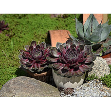 Молодило BigSam Purple Quartz (Sempervivum BigSam Purple Quartz) Молодило BigSam Purple Quartz (Sempervivum BigSam Purple Quartz)