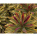Молочай миндалевидный Эскот Рэйнбоу (Euphorbia amygdaloides Ascot Rainbow)