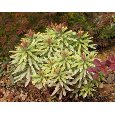 Молочай миндалевидный Эскот Рэйнбоу (Euphorbia amygdaloides Ascot Rainbow) Молочай миндалевидный Эскот Рэйнбоу (Euphorbia amygdaloides Ascot Rainbow)
