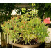 Молочай миндалевидный Эскот Рэйнбоу (Euphorbia amygdaloides Ascot Rainbow) Молочай миндалевидный Эскот Рэйнбоу (Euphorbia amygdaloides Ascot Rainbow)