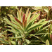 Молочай миндалевидный Эскот Рэйнбоу (Euphorbia amygdaloides Ascot Rainbow)